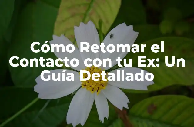 Cómo Retomar el Contacto con Tu Ex: un Guía Detallado