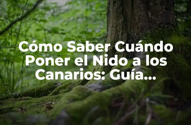 Cómo Saber Cuándo Poner el Nido a los Canarios: Guía Completa