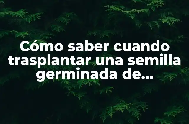 Cómo Saber Cuando Trasplantar una Semilla Germinada de Marihuana – Guía Práctica