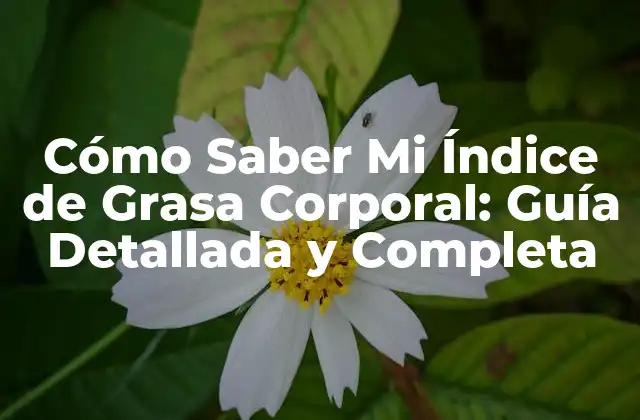 Cómo Saber Mi Índice de Grasa Corporal: Guía Detallada y Completa