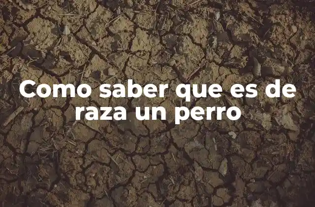 Como Saber que es de Raza un Perro