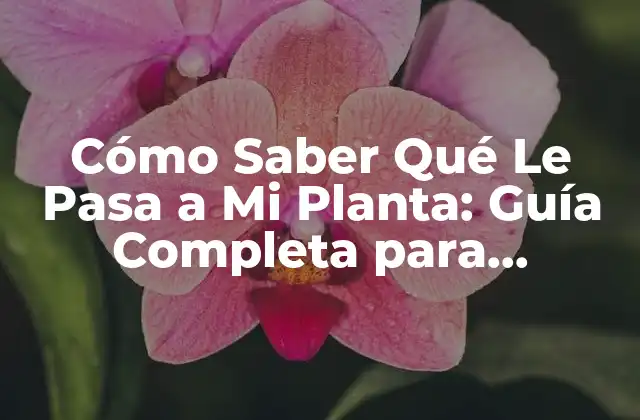 Cómo Saber Qué Le Pasa a Mi Planta: Guía Completa para Identificar Problemas de Salud en Plantas