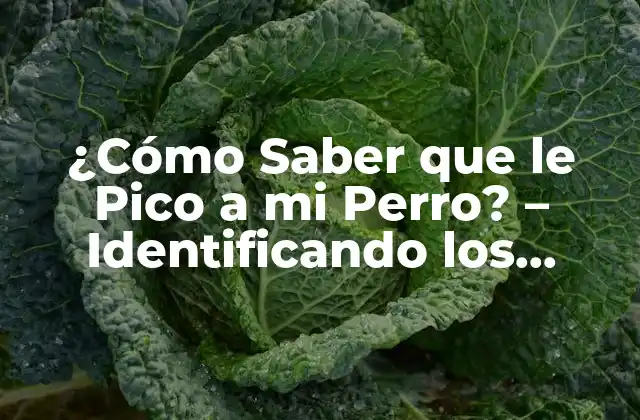 ¿cómo Saber que Le Pico a Mi Perro? – Identificando los Síntomas de la Picazón Canina