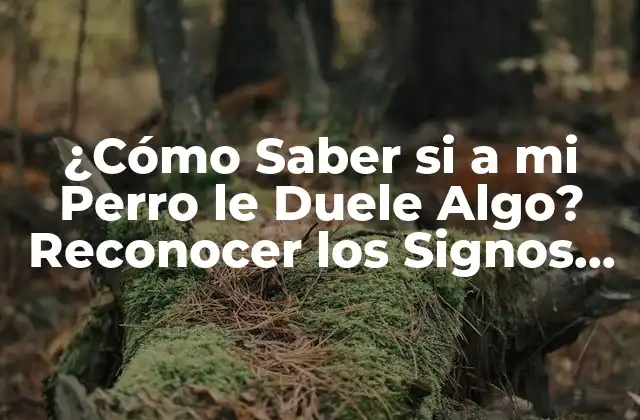 ¿cómo Saber Si a Mi Perro Le Duele Algo? Reconocer los Signos de Dolor en Tu Mascota