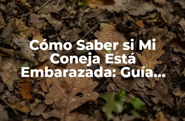 Cómo Saber Si Mi Coneja Está Embarazada: Guía Completa