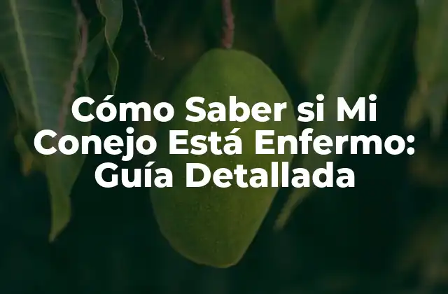 Cómo Saber Si Mi Conejo Está Enfermo: Guía Detallada