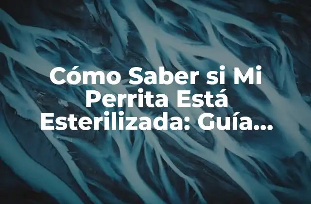 ¿Por qué es Importante Saber si Mi Perrita Está Esterilizada?