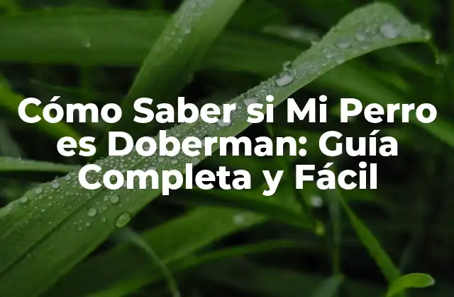 Cómo Saber Si Mi Perro es Doberman: Guía Completa y Fácil 2 Rasgos Físicos del Doberman