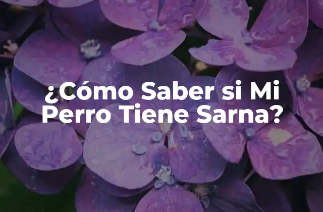 ¿cómo Saber Si Mi Perro Tiene Sarna?