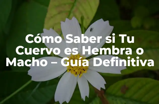 Cómo Saber Si Tu Cuervo es Hembra o Macho – Guía Definitiva