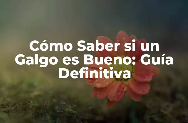 Cómo Saber Si un Galgo es Bueno: Guía Definitiva