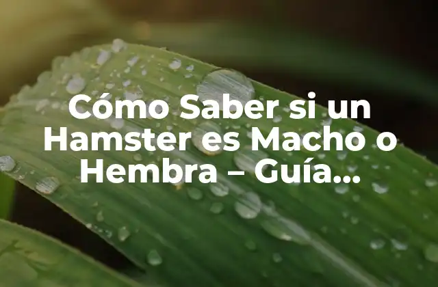 Cómo Saber Si un Hamster es Macho o Hembra – Guía Definitiva