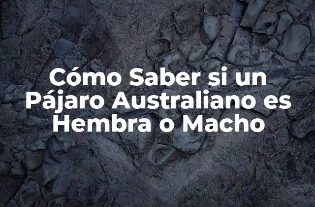 Cómo Saber Si un Pájaro Australiano es Hembra o Macho