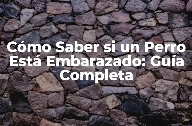 Cómo Saber Si un Perro Está Embarazado: Guía Completa