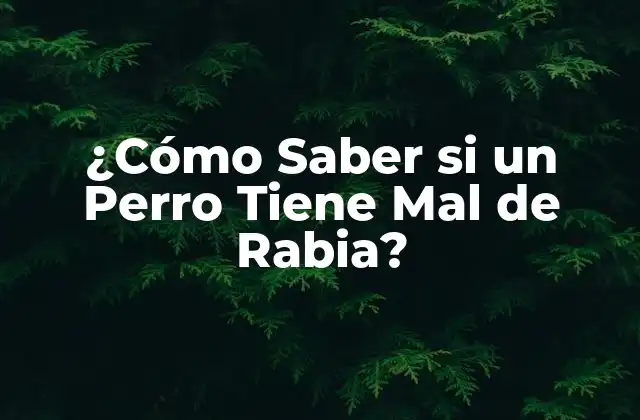 ¿cómo Saber Si un Perro Tiene Mal de Rabia? 2 Síntomas de la Rabia Canina