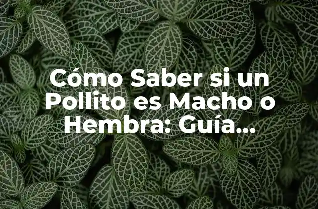 Cómo Saber Si un Pollito es Macho o Hembra: Guía Definitiva
