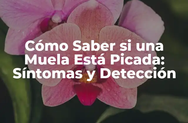 Cómo Saber Si una Muela Está Picada: Síntomas y Detección 2 ¿Qué es una Muela Picada?