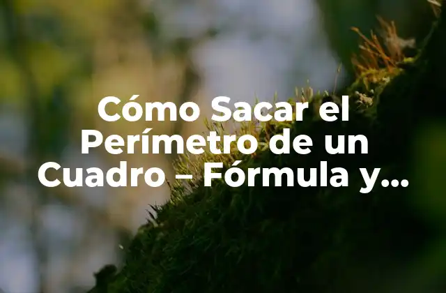 Definición de Perímetro y su Importancia