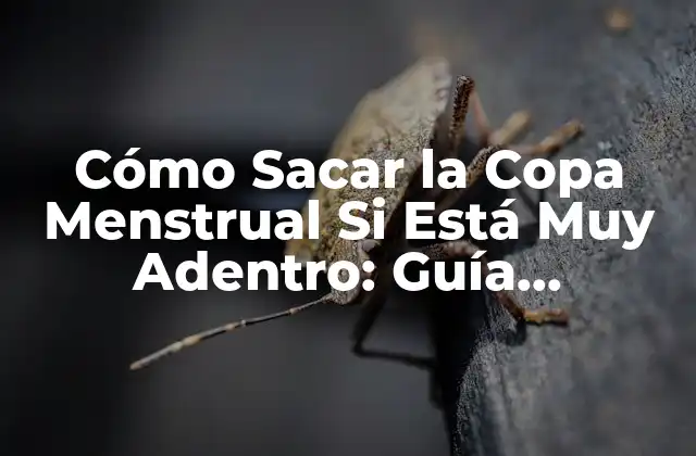 Cómo Sacar la Copa Menstrual Si Está Muy Adentro: Guía Detallada