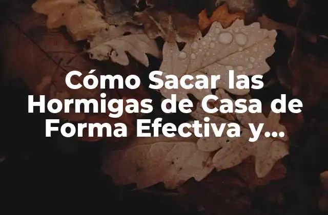 Cómo Sacar las Hormigas de Casa de Forma Efectiva y Permanente
