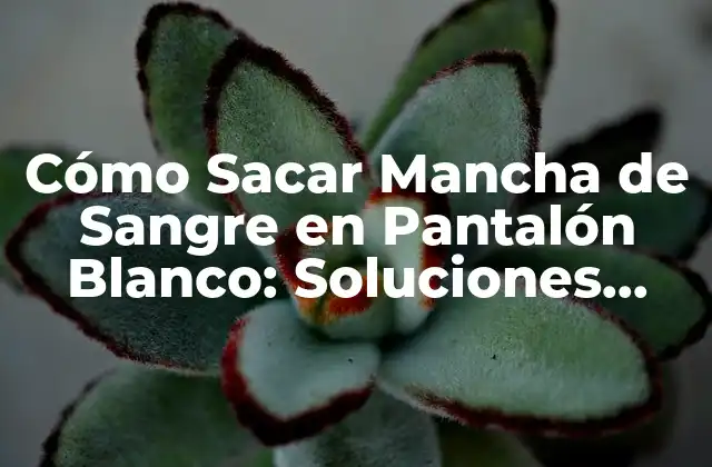 Cómo Sacar Mancha de Sangre en Pantalón Blanco: Soluciones Efectivas