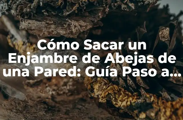 Cómo Sacar un Enjambre de Abejas de una Pared: Guía Paso a Paso
