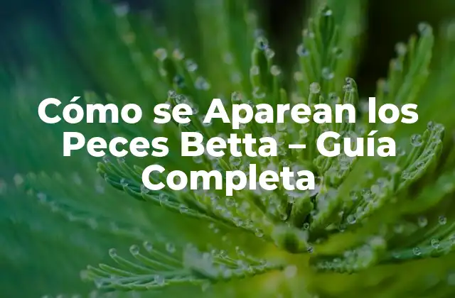 Cómo Se Aparean los Peces Betta – Guía Completa