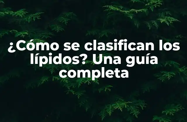 ¿cómo Se Clasifican los Lípidos? una Guía Completa