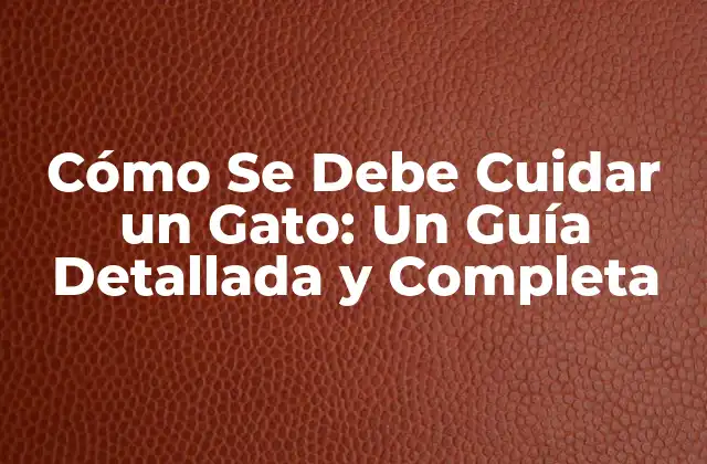 Cómo Se Debe Cuidar un Gato: un Guía Detallada y Completa