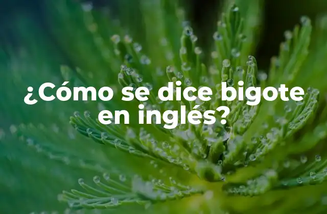 ¿cómo Se Dice Bigote en Inglés?