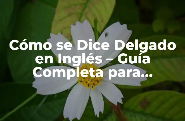 Cómo Se Dice Delgado en Inglés – Guía Completa para Aprender
