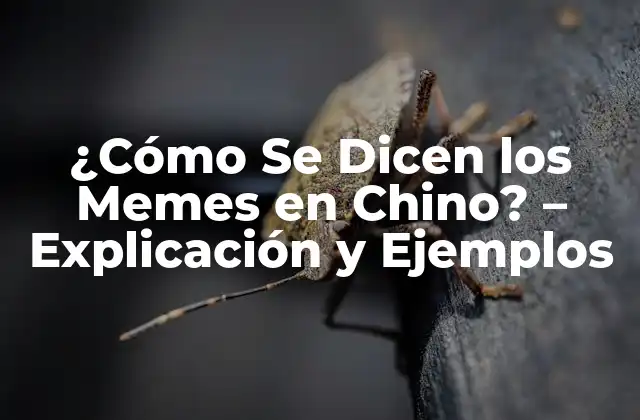 ¿cómo Se Dicen los Memes en Chino? – Explicación y Ejemplos