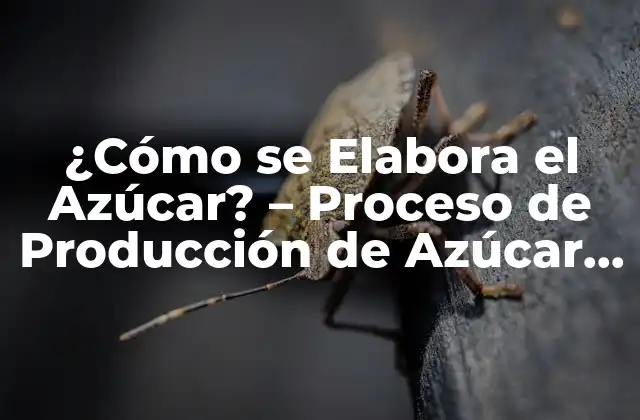 ¿cómo Se Elabora el Azúcar? – Proceso de Producción de Azúcar desde la Caña de Azúcar