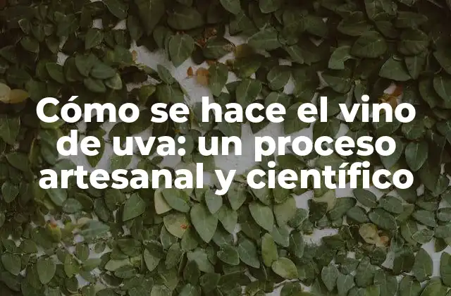 Cómo Se Hace el Vino de Uva: un Proceso Artesanal y Científico