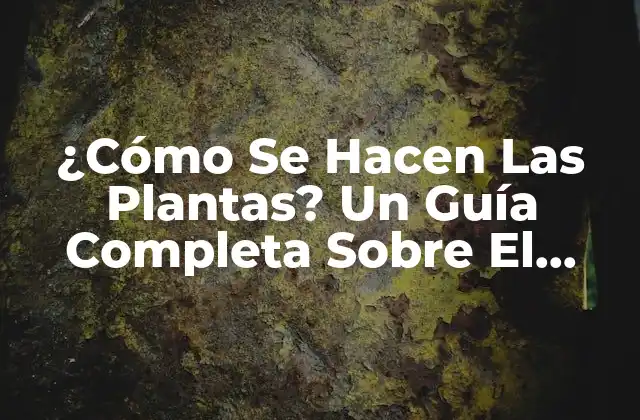 ¿cómo Se Hacen las Plantas? un Guía Completa sobre el Proceso de Fotosíntesis