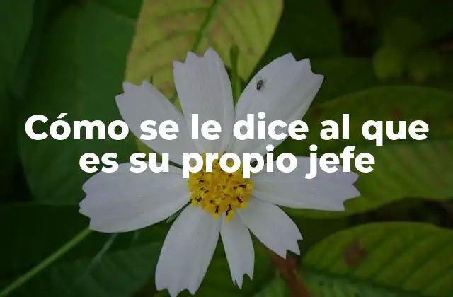 Cómo Se Le Dice Al que es Su Propio Jefe