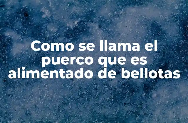 Como Se Llama el Puerco que es Alimentado de Bellotas 2 El cerdo ibérico y su entorno natural