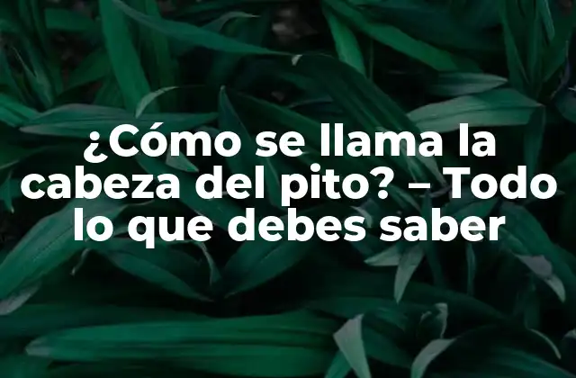 ¿cómo Se Llama la Cabeza Del Pito? – Todo Lo que Debes Saber