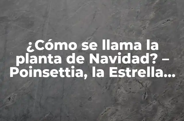 ¿cómo Se Llama la Planta de Navidad? – Poinsettia, la Estrella de Navidad