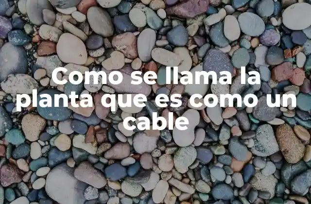 Como Se Llama la Planta que es como un Cable