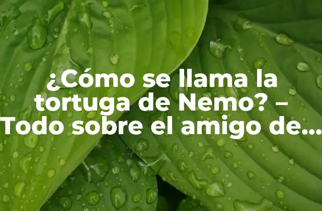 ¿cómo Se Llama la Tortuga de Nemo? – Todo sobre el Amigo de Mar de Disney