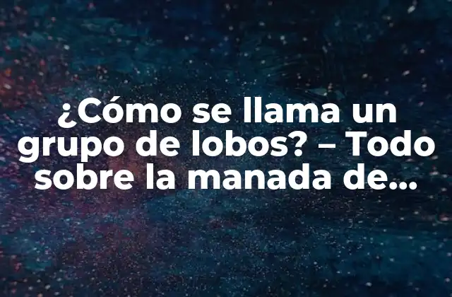 ¿cómo Se Llama un Grupo de Lobos? - Todo sobre la Manada de Lobos 2 La denominación de un grupo de lobos