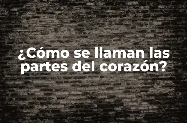 ¿cómo Se Llaman las Partes Del Corazón?