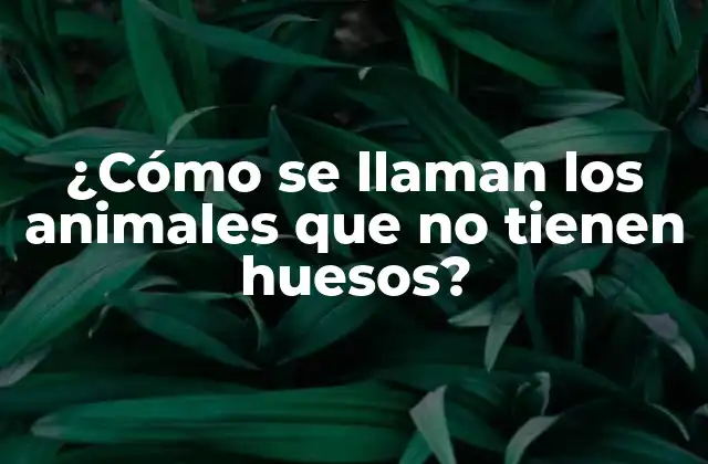 ¿cómo Se Llaman los Animales que No Tienen Huesos?