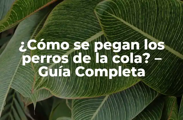 ¿cómo Se Pegan los Perros de la Cola? – Guía Completa