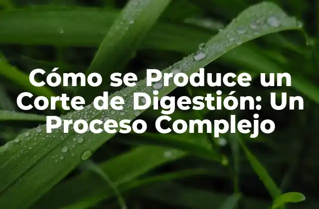 Cómo Se Produce un Corte de Digestión: un Proceso Complejo