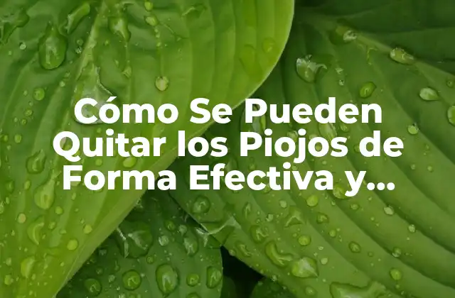 Cómo Se Pueden Quitar los Piojos de Forma Efectiva y Segura