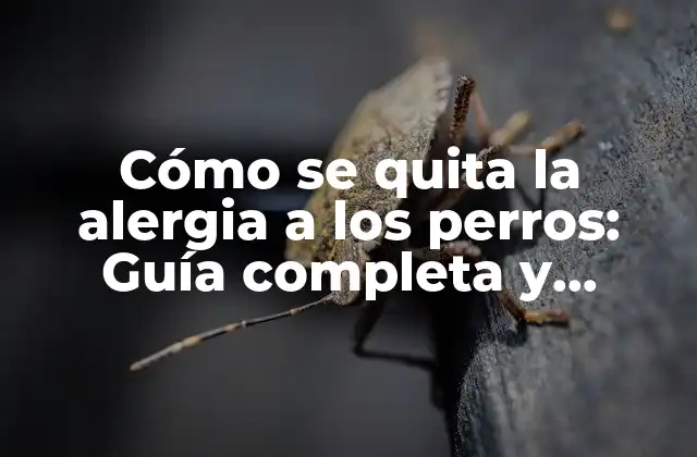 Cómo Se Quita la Alergia a los Perros: Guía Completa y Detallada