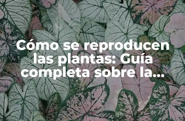 Cómo Se Reproducen las Plantas: Guía Completa sobre la Reproducción Vegetal