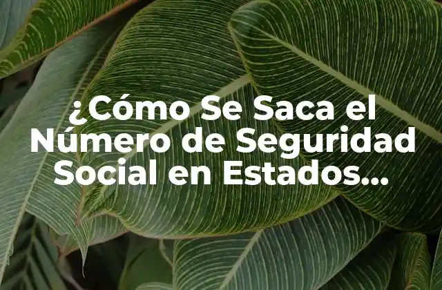¿cómo Se Saca el Número de Seguridad Social en Estados Unidos?